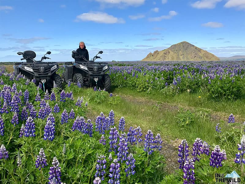 Tour image for Into The Wild Iceland
